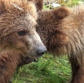 Screen Shot 2016-07-08 at 9.47.00 PM.jpg